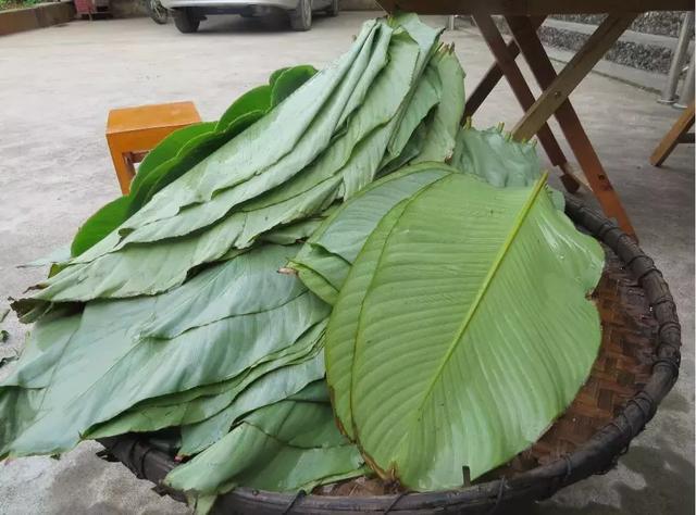 孩子好奇爱问的植物知识科普：粽子叶是什么植物的叶子？（端午节百科）