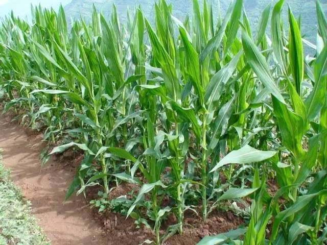 孩子好奇爱问的植物知识科普：粽子叶是什么植物的叶子？（端午节百科）