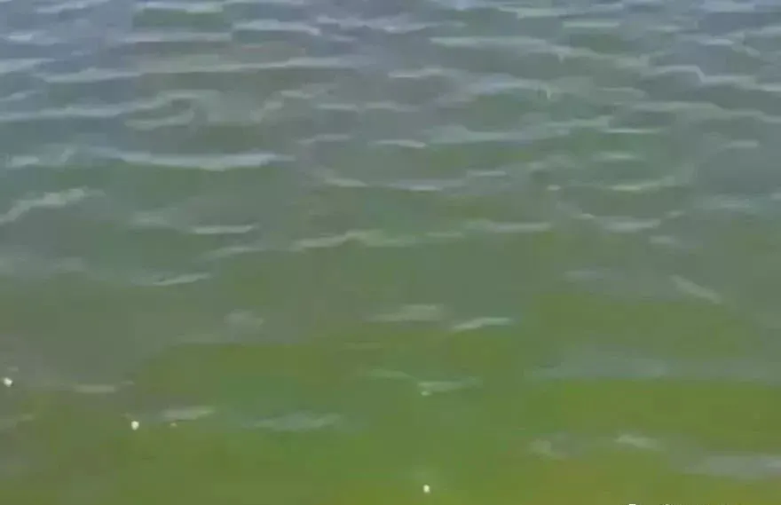 蓝藻知识科普:蓝藻爆发的原因及治理方法?插图4 蓝藻知识科普:蓝藻爆发的原因及治理方法?