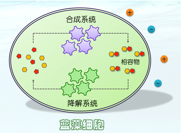 蓝藻知识科普:蓝藻怕“咸”吗?插图2 蓝藻知识科普:蓝藻怕“咸”吗?