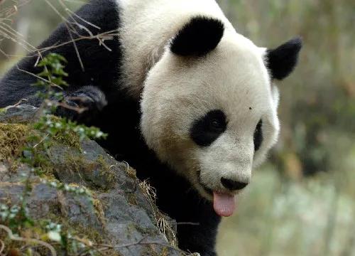 中国四大盆地是哪四个,中国四大盆地分布图插图15 中国四大盆地是哪四个,中国四大盆地分布图