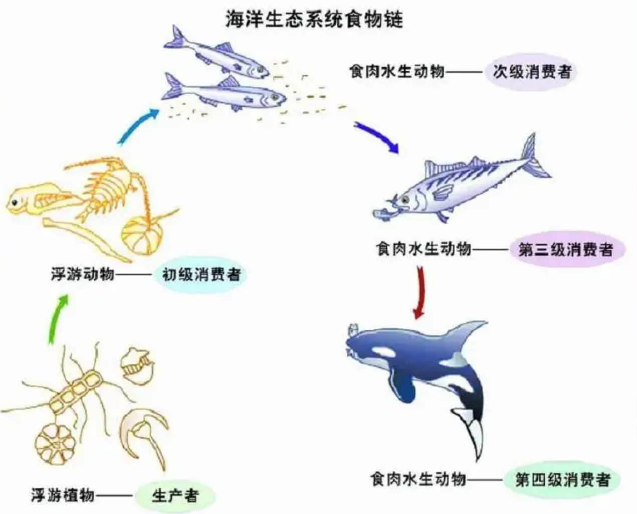 孩子想知道的海洋知识:太平洋有多大?太平洋的真实总面积超乎想象,相当于20个中国插图16 孩子想知道的海洋知识:太平洋有多大?太平洋的真实总面积超乎想象,相当于20个中国