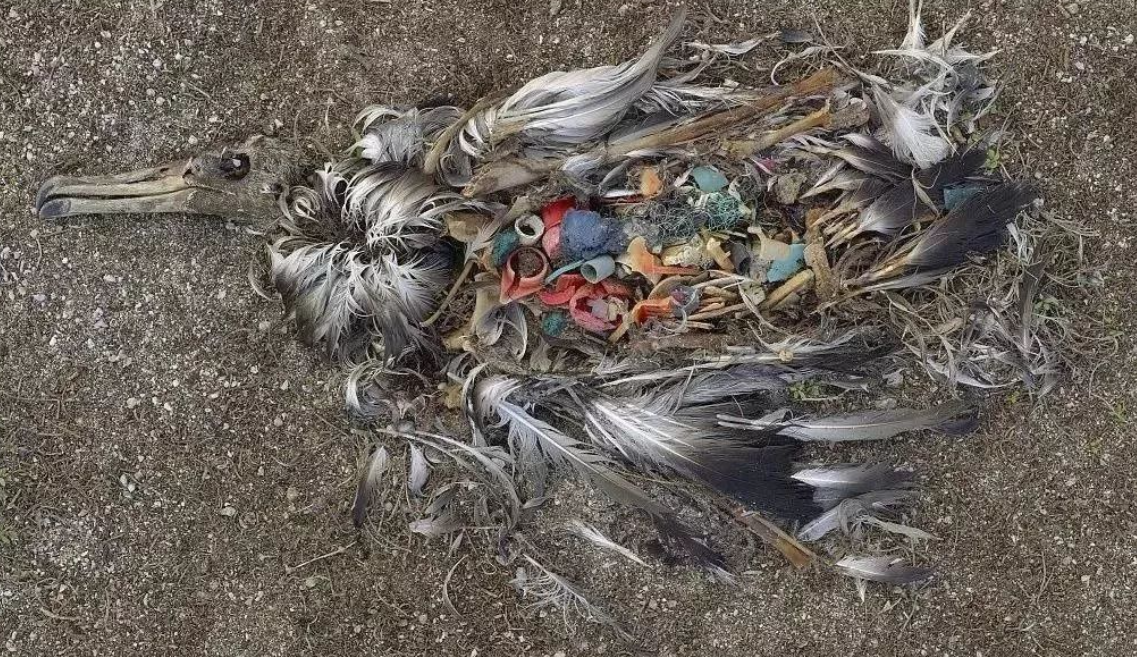 孩子想知道的海洋知识:太平洋有多大?太平洋的真实总面积超乎想象,相当于20个中国插图17 孩子想知道的海洋知识:太平洋有多大?太平洋的真实总面积超乎想象,相当于20个中国