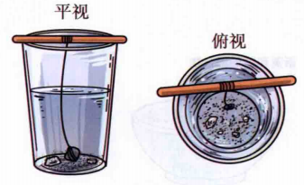 少儿科技小制作：可以培育出来的“水晶”——明矾的物理性质