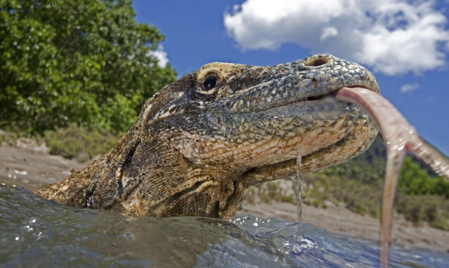 世界上最大的群岛国家是哪一个国家？印度尼西亚