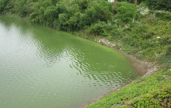 蓝藻知识科普:蓝藻爆发的原因及治理方法?插图2 蓝藻知识科普:蓝藻爆发的原因及治理方法?