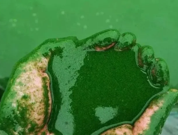 蓝藻知识科普:蓝藻爆发的原因及治理方法?插图3 蓝藻知识科普:蓝藻爆发的原因及治理方法?