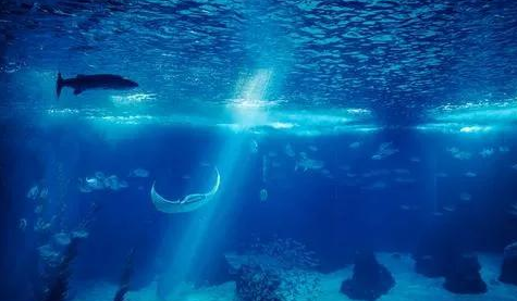 孩子想知道的海洋知识：深海生命之谜