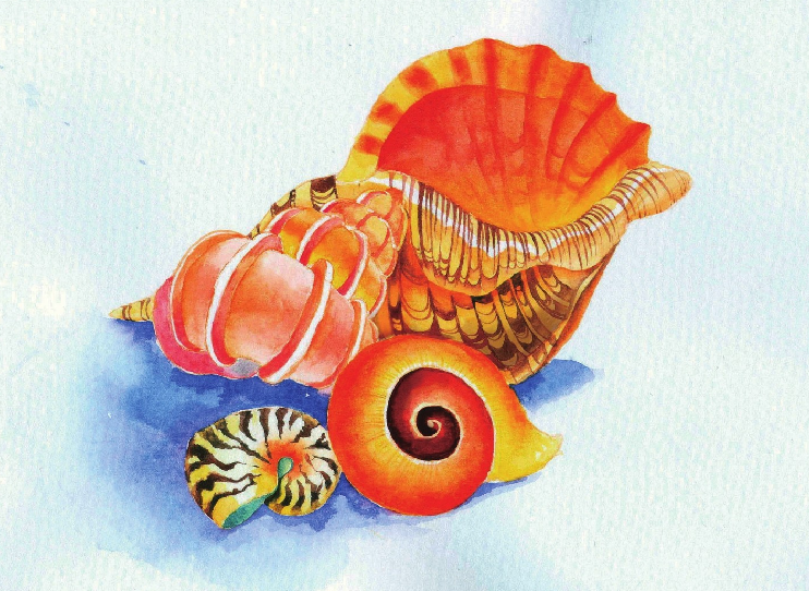 【儿童水彩画教程:海洋动物】海螺插图 【儿童水彩画教程:海洋动物】海螺
