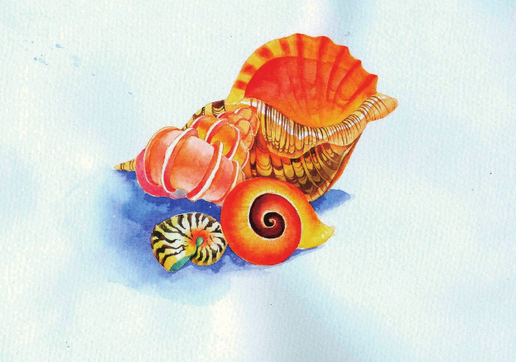 【儿童水彩画教程:海洋动物】海螺插图22 【儿童水彩画教程:海洋动物】海螺