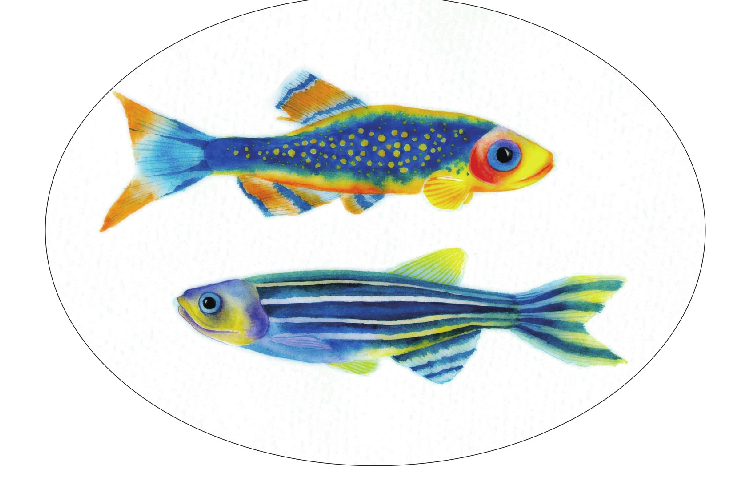 【儿童水彩画教程:海洋动物】斑马鱼插图 【儿童水彩画教程:海洋动物】斑马鱼