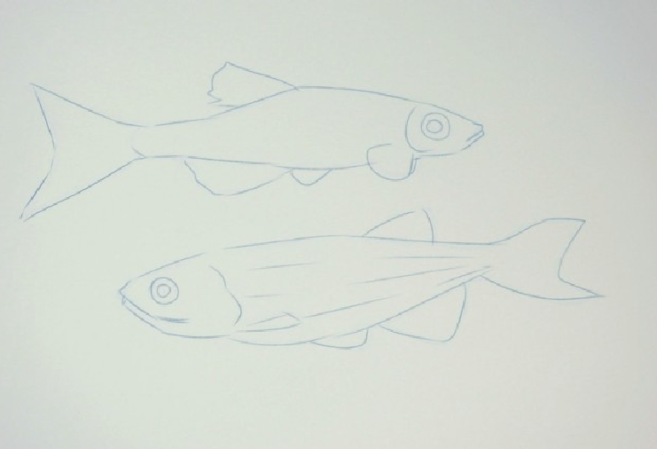 【儿童水彩画教程:海洋动物】斑马鱼插图2 【儿童水彩画教程:海洋动物】斑马鱼