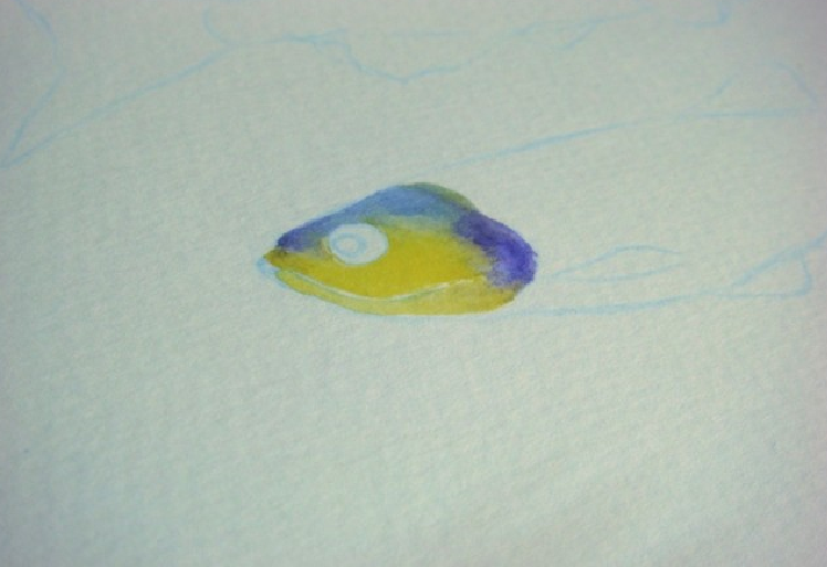 【儿童水彩画教程:海洋动物】斑马鱼插图3 【儿童水彩画教程:海洋动物】斑马鱼