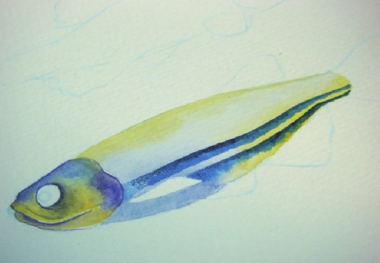 【儿童水彩画教程:海洋动物】斑马鱼插图6 【儿童水彩画教程:海洋动物】斑马鱼