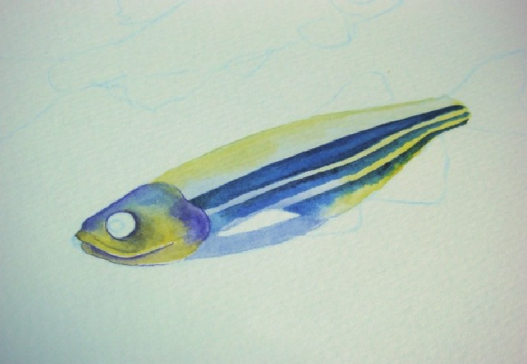 【儿童水彩画教程:海洋动物】斑马鱼插图7 【儿童水彩画教程:海洋动物】斑马鱼