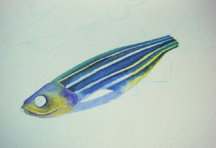 【儿童水彩画教程:海洋动物】斑马鱼插图8 【儿童水彩画教程:海洋动物】斑马鱼