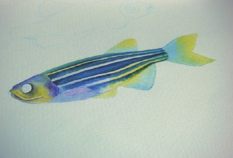 【儿童水彩画教程:海洋动物】斑马鱼插图9 【儿童水彩画教程:海洋动物】斑马鱼