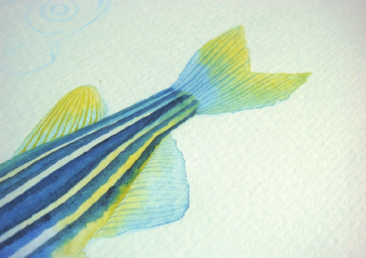 【儿童水彩画教程:海洋动物】斑马鱼插图11 【儿童水彩画教程:海洋动物】斑马鱼