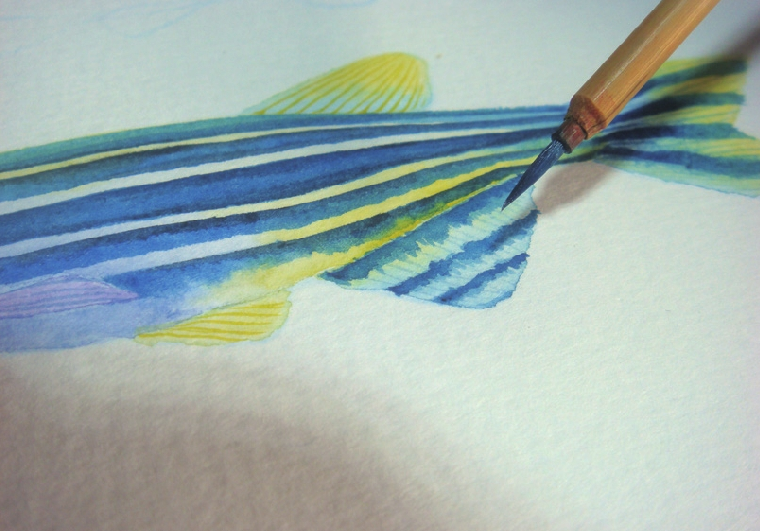 【儿童水彩画教程:海洋动物】斑马鱼插图12 【儿童水彩画教程:海洋动物】斑马鱼