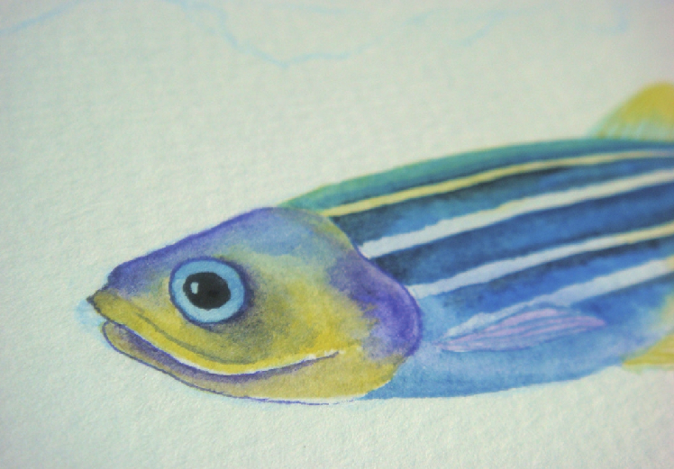 【儿童水彩画教程:海洋动物】斑马鱼插图13 【儿童水彩画教程:海洋动物】斑马鱼