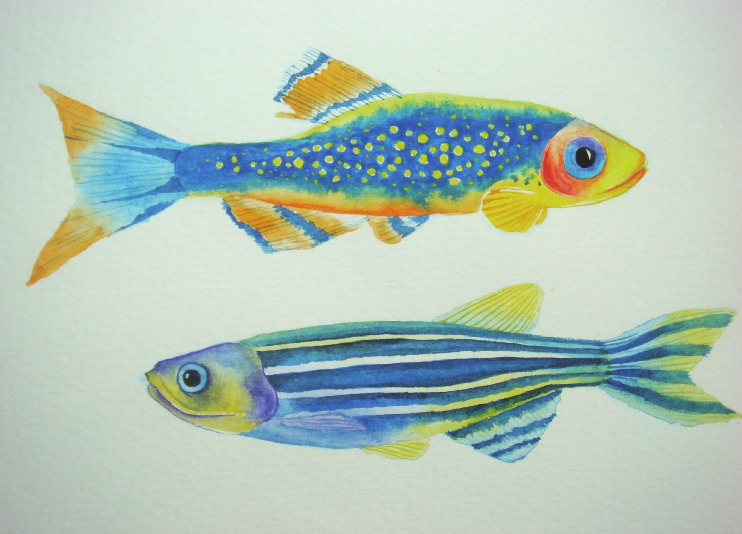 【儿童水彩画教程:海洋动物】斑马鱼插图21 【儿童水彩画教程:海洋动物】斑马鱼