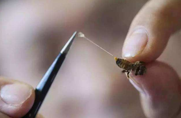 螫怎么读？螫的读音和意思