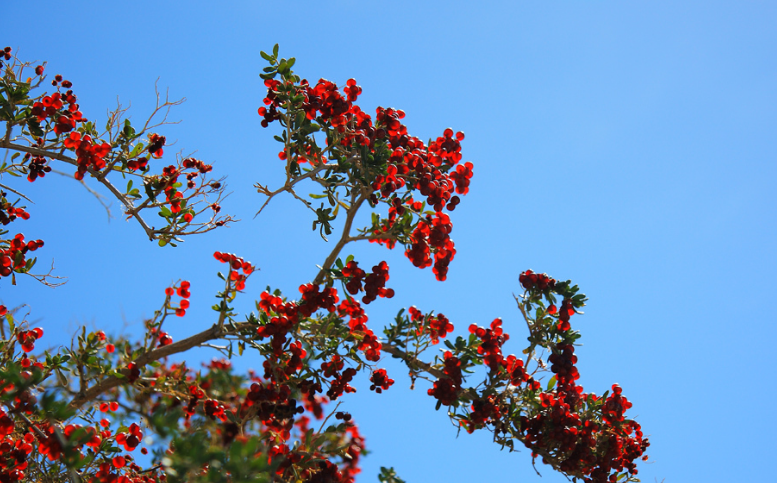 棘怎么读?棘的读音和意思插图2 棘怎么读?棘的读音和意思