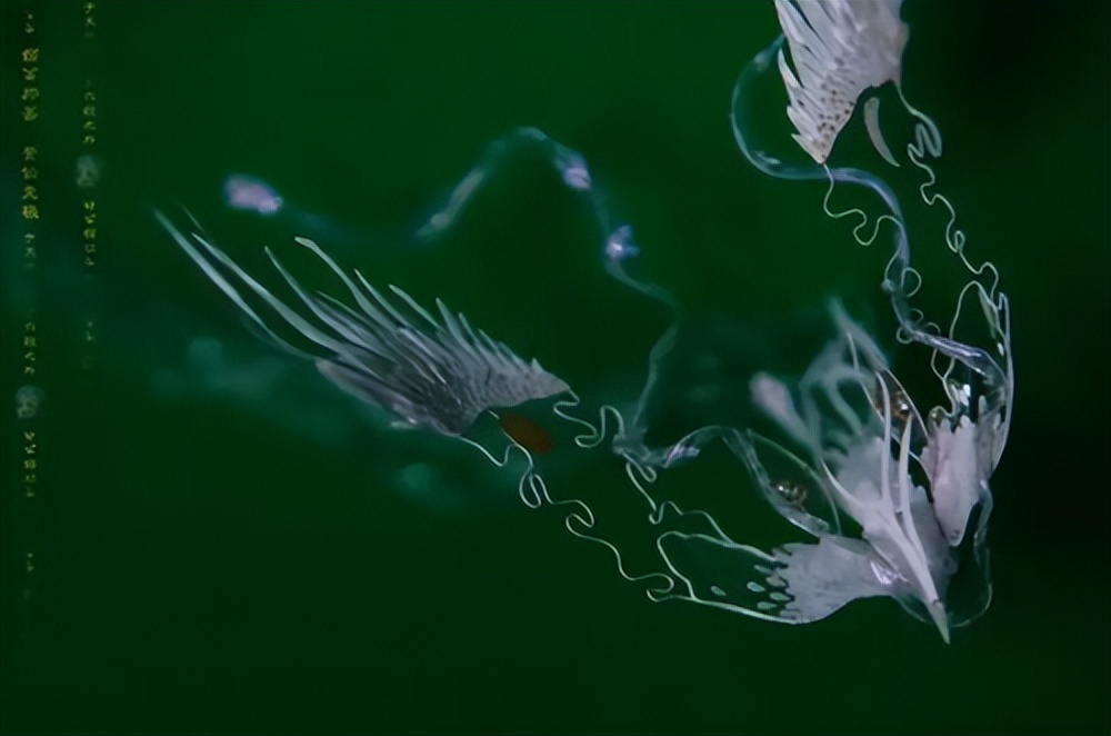 鷟怎么读？鷟的读音和意思