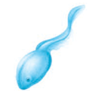 「动物百科」蝌蚪为什么和它的爸爸妈妈长得一点儿都不像呢?(蝌蚪变成青蛙的过程)插图 「动物百科」蝌蚪为什么和它的爸爸妈妈长得一点儿都不像呢?(蝌蚪变成青蛙的过程)