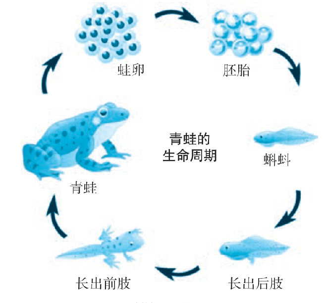 「动物百科」蝌蚪为什么和它的爸爸妈妈长得一点儿都不像呢?(蝌蚪变成青蛙的过程)插图2 「动物百科」蝌蚪为什么和它的爸爸妈妈长得一点儿都不像呢?(蝌蚪变成青蛙的过程)