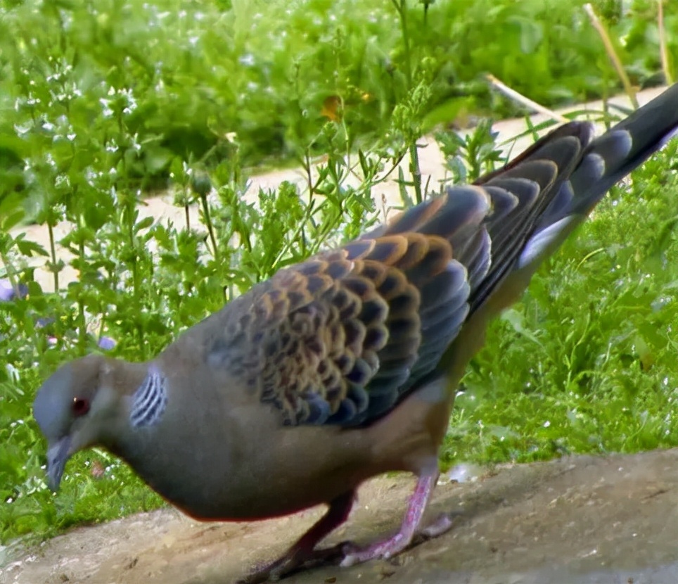 鹁怎么读？鹁的读音和意思