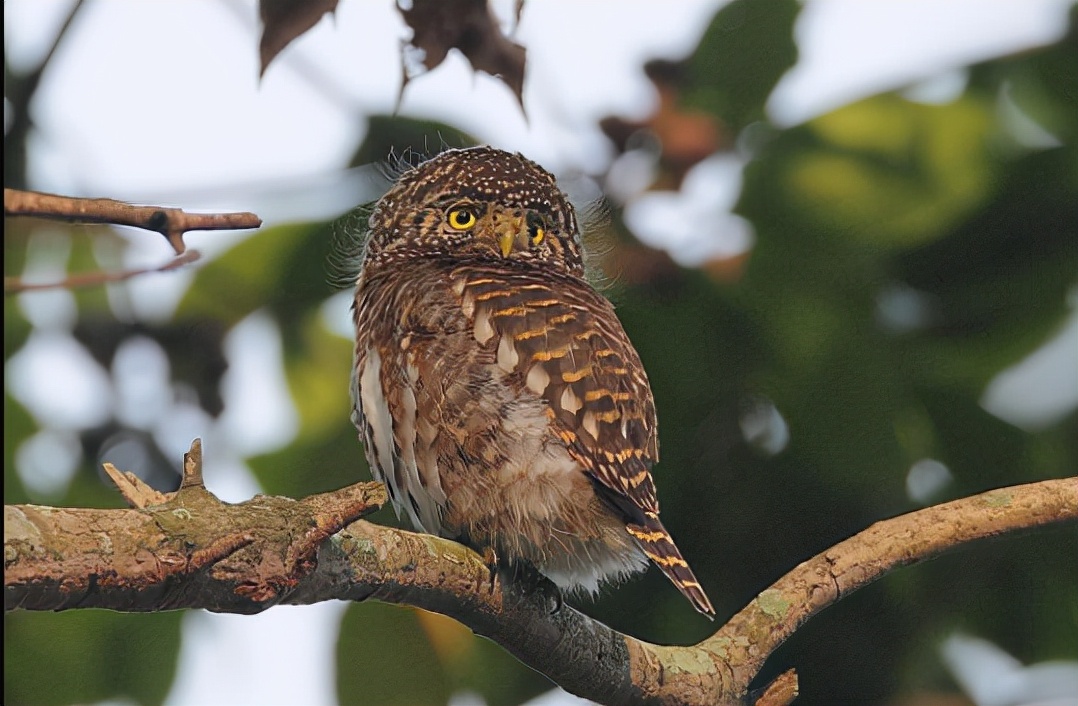 鹠怎么读?鹠的读音和意思插图 鹠怎么读?鹠的读音和意思
