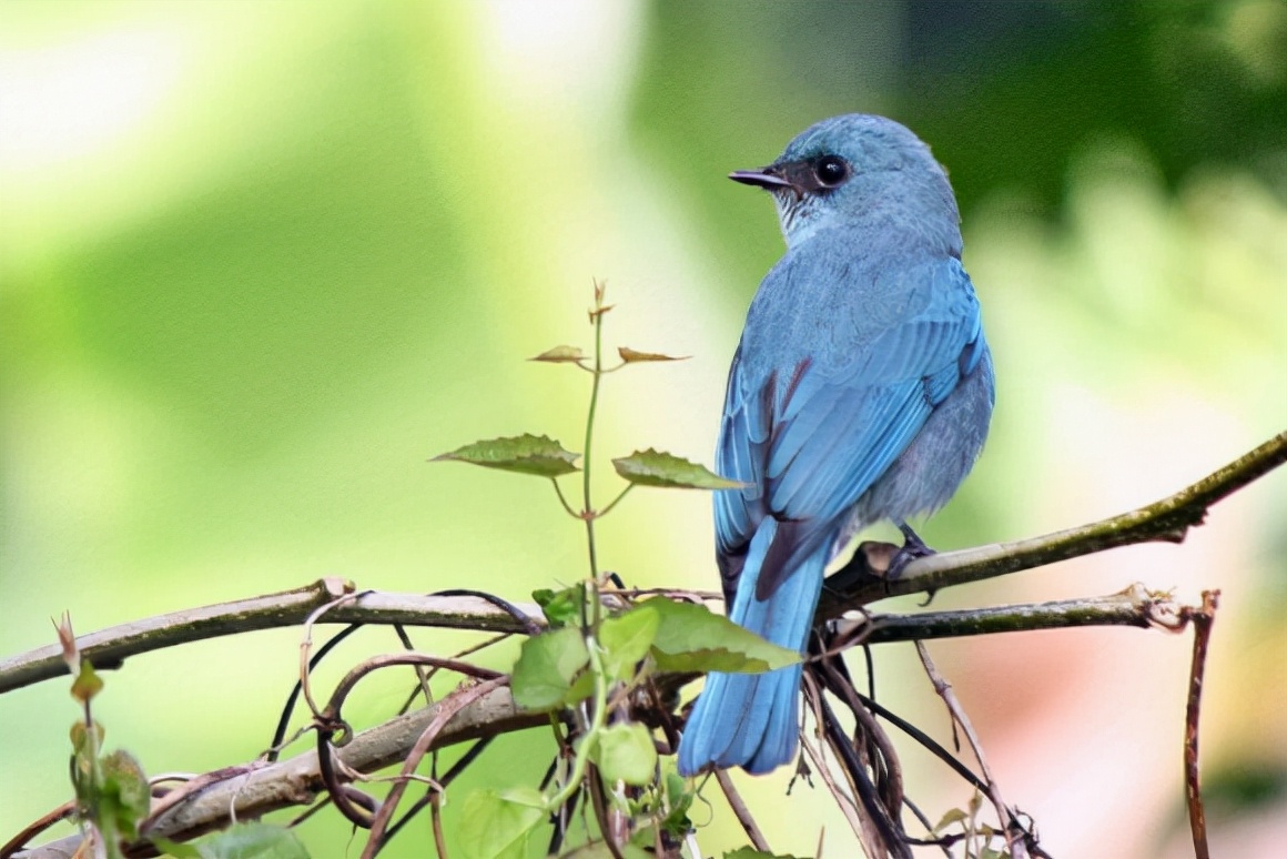 鹟怎么读?鹟的读音和意思插图1 鹟怎么读?鹟的读音和意思