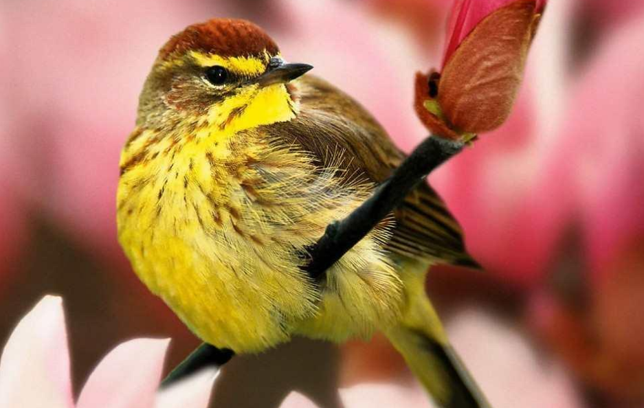 鹈怎么读?鹈的读音和意思插图 鹈怎么读?鹈的读音和意思