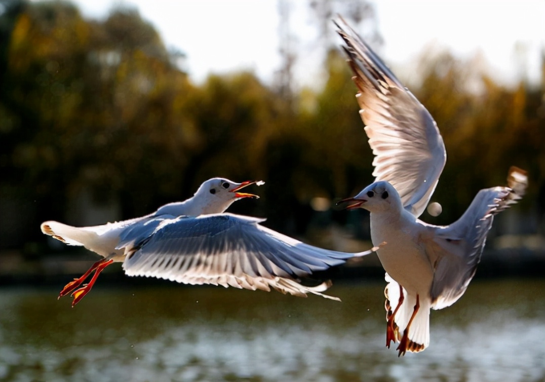 鹣怎么读？鹣的读音和意思