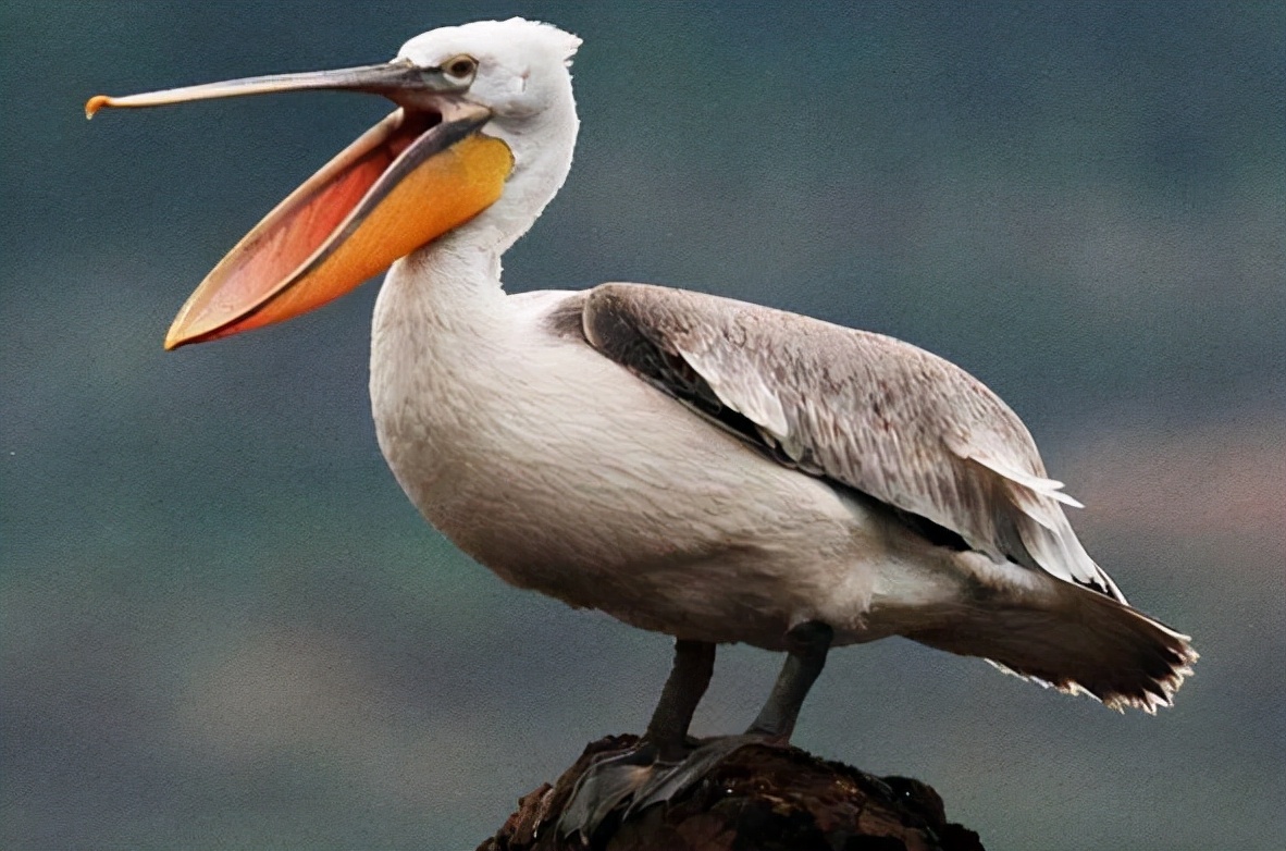 鹕怎么读?鹕的读音和意思插图 鹕怎么读?鹕的读音和意思