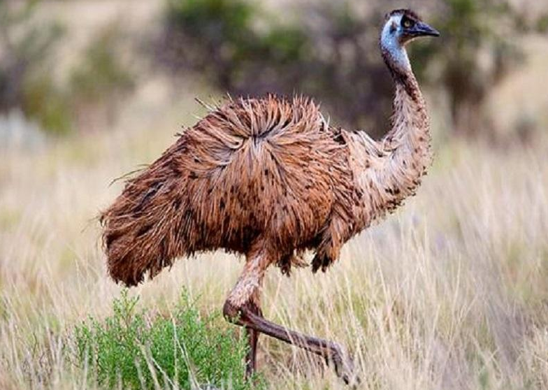 鸸怎么读？鸸的读音和意思