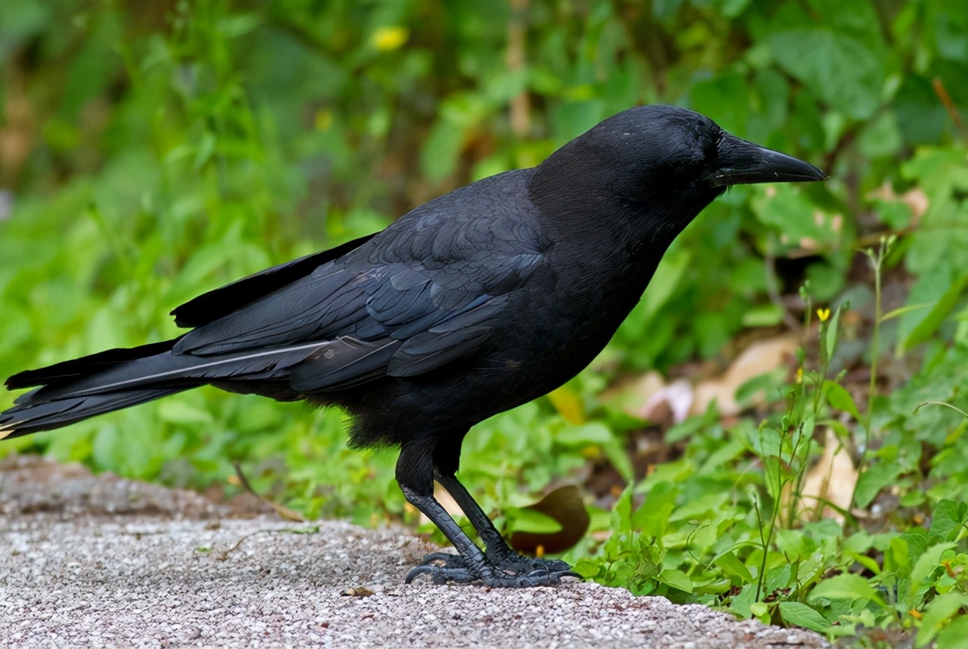 鸹怎么读?鸹的读音和意思插图 鸹怎么读?鸹的读音和意思