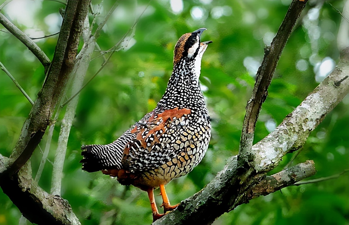 鹧怎么读？鹧的读音和意思