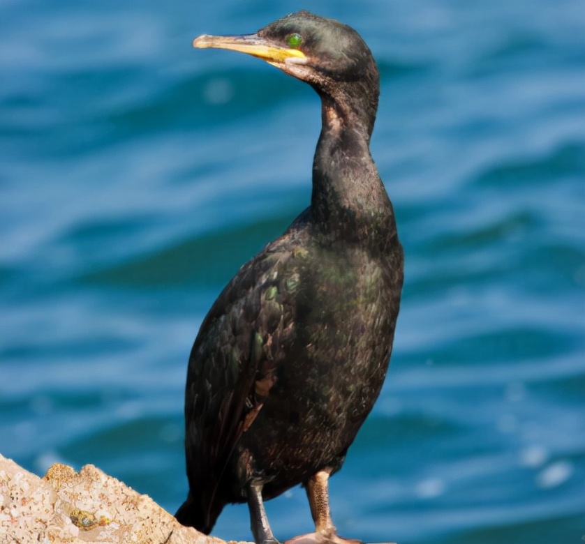 鹢怎么读音,鹢的读音和意思插图 鹢怎么读音,鹢的读音和意思