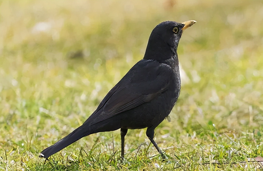 鹩怎么读?鹩的读音和意思插图2 鹩怎么读?鹩的读音和意思