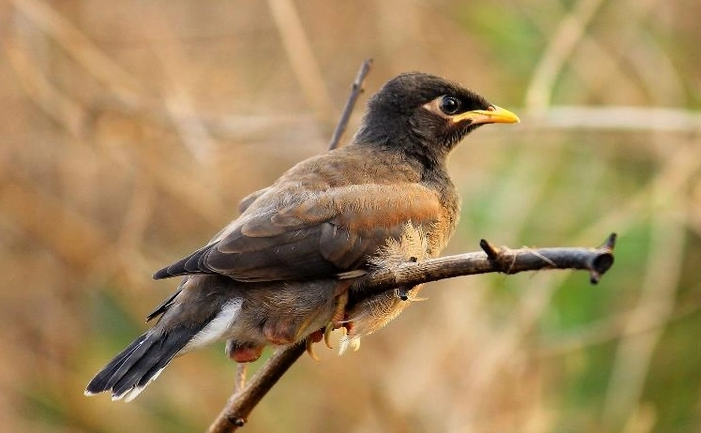 鹩怎么读?鹩的读音和意思插图 鹩怎么读?鹩的读音和意思