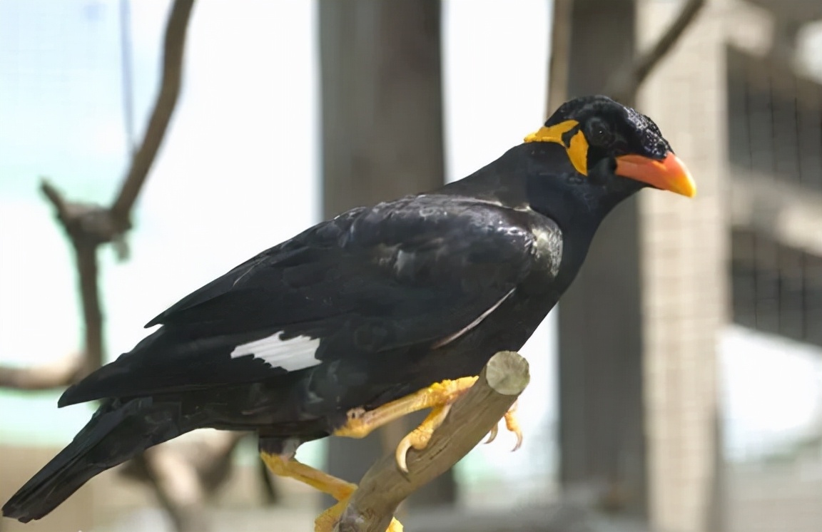 鹩怎么读?鹩的读音和意思插图1 鹩怎么读?鹩的读音和意思