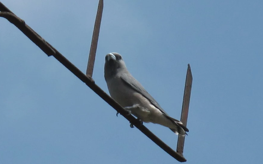 鸱怎么读，鸱的读音和意思