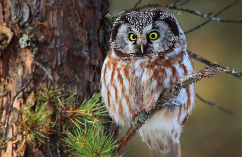 鸱怎么读，鸱的读音和意思