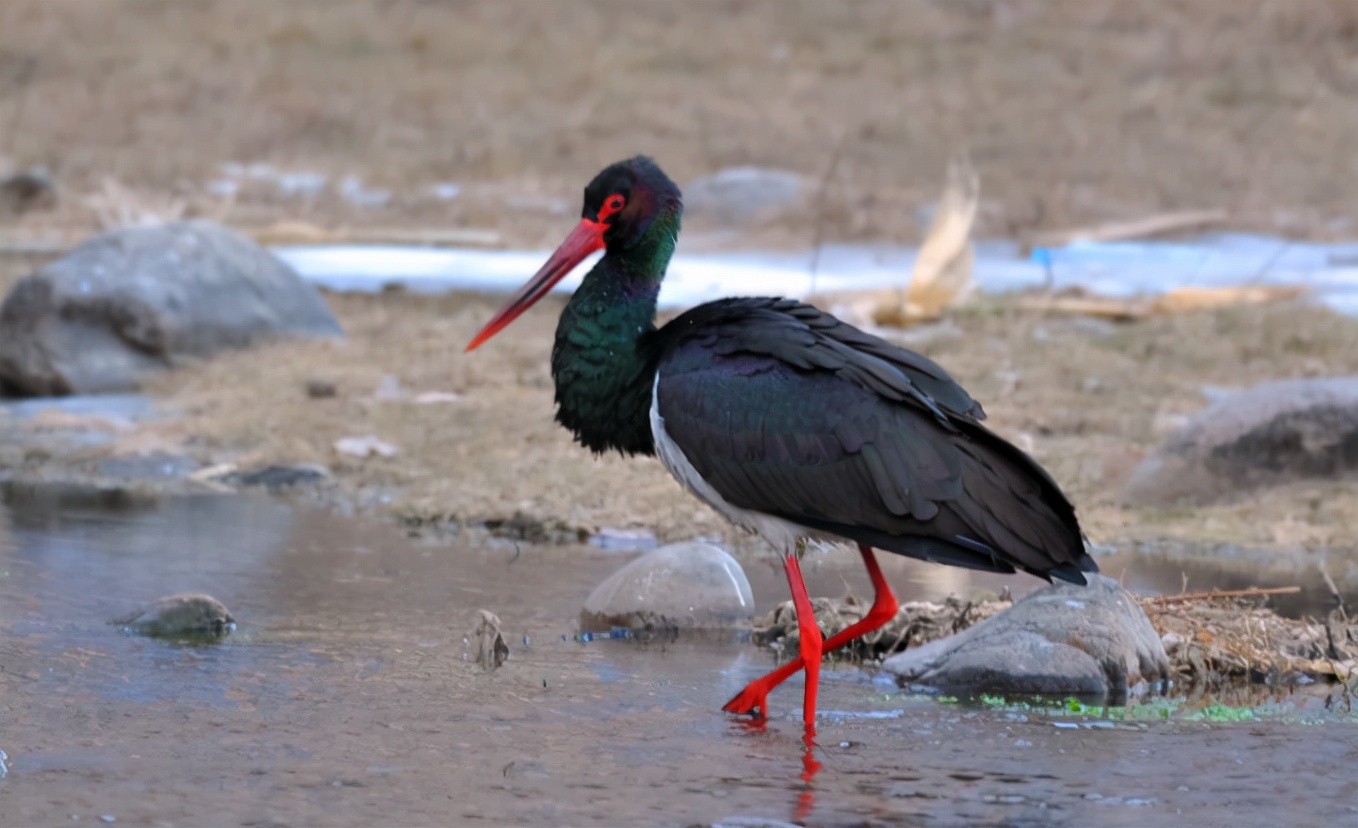 鹳怎么读？鹳的读音和意思