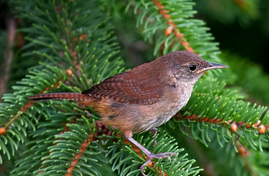 鹪怎么读,鹪的读音和意思插图 鹪怎么读,鹪的读音和意思