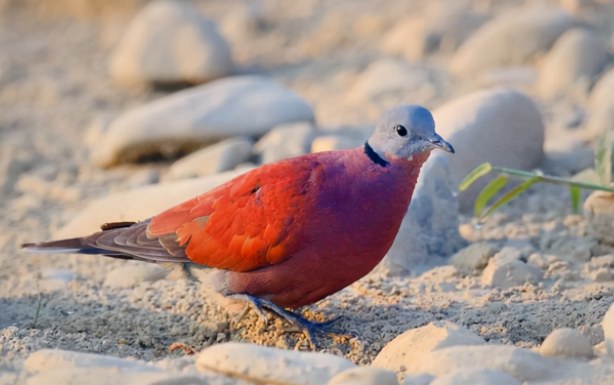 鹪怎么读,鹪的读音和意思插图1 鹪怎么读,鹪的读音和意思