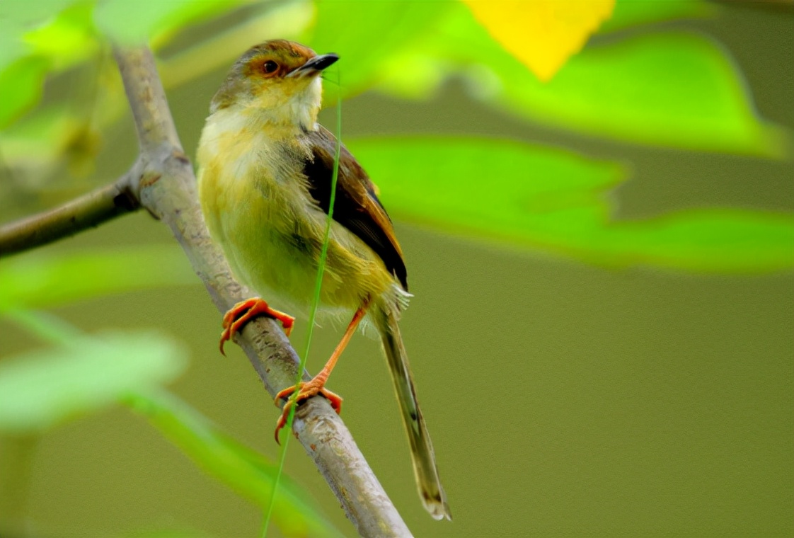 鹪怎么读,鹪的读音和意思插图2 鹪怎么读,鹪的读音和意思