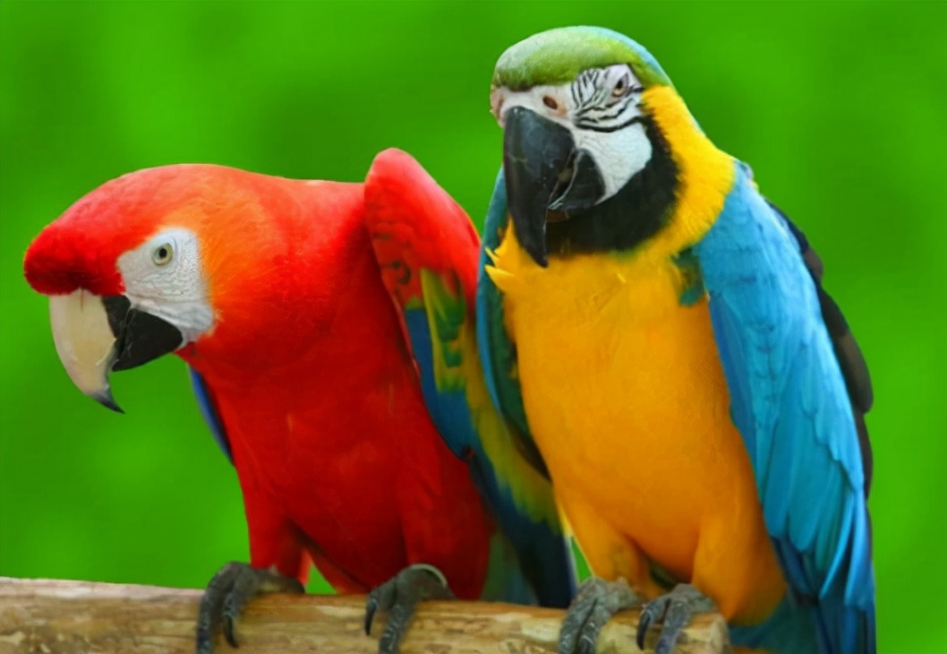 中国汉字:鹉的读音和意思插图 中国汉字:鹉的读音和意思